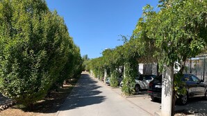 A tree-lined street with parked cars and a clear blue sky.