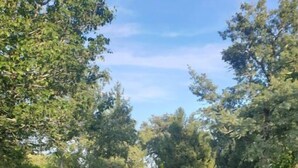 Un chemin de jardin bordé de haies et d’arbres taillés.