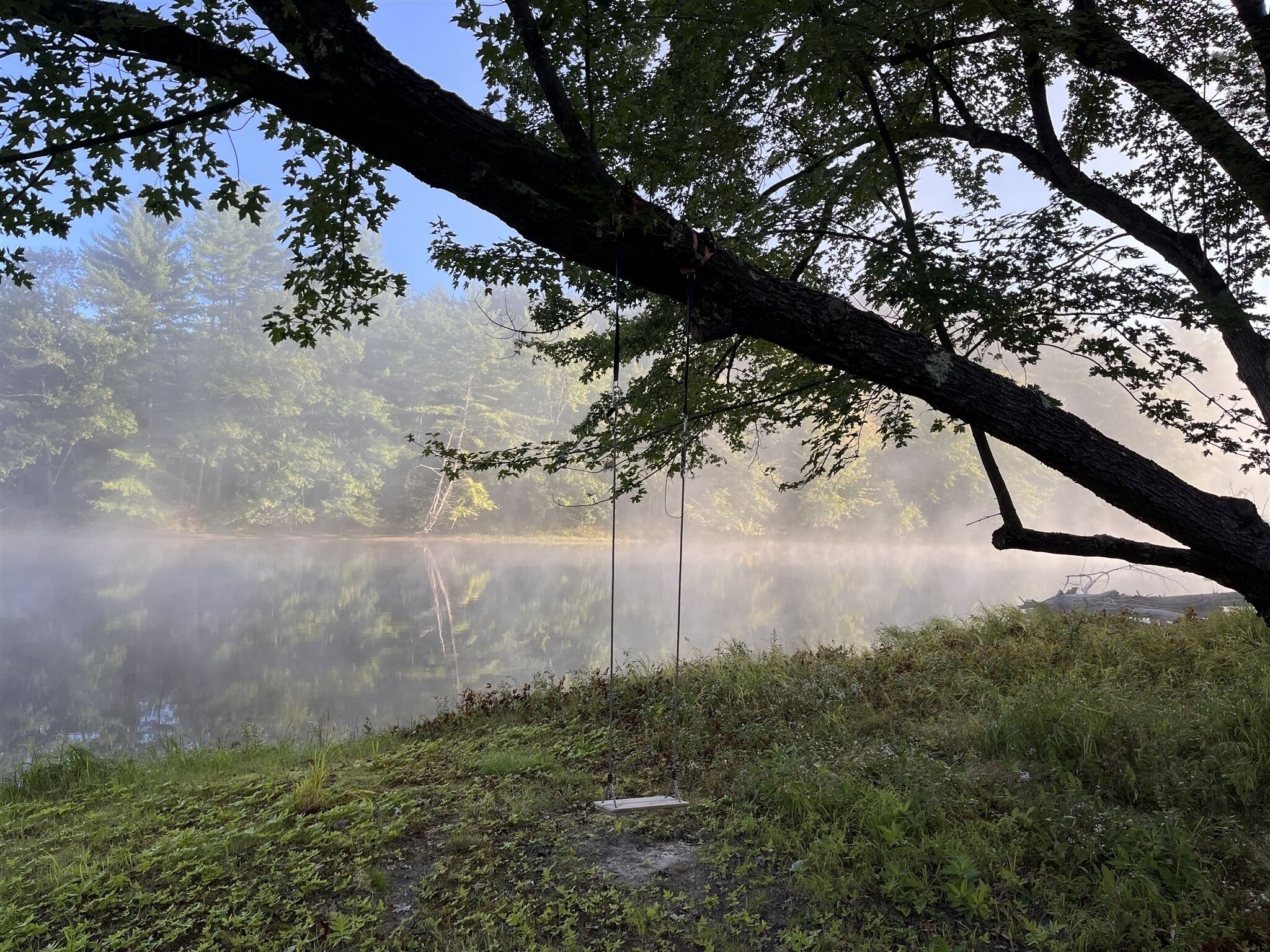 Un lac paisible, avec une branche d’arbre qui s’étend au-dessus de l’eau, entouré d’une végétation luxuriante et baigné d’une atmosphère brumeuse.