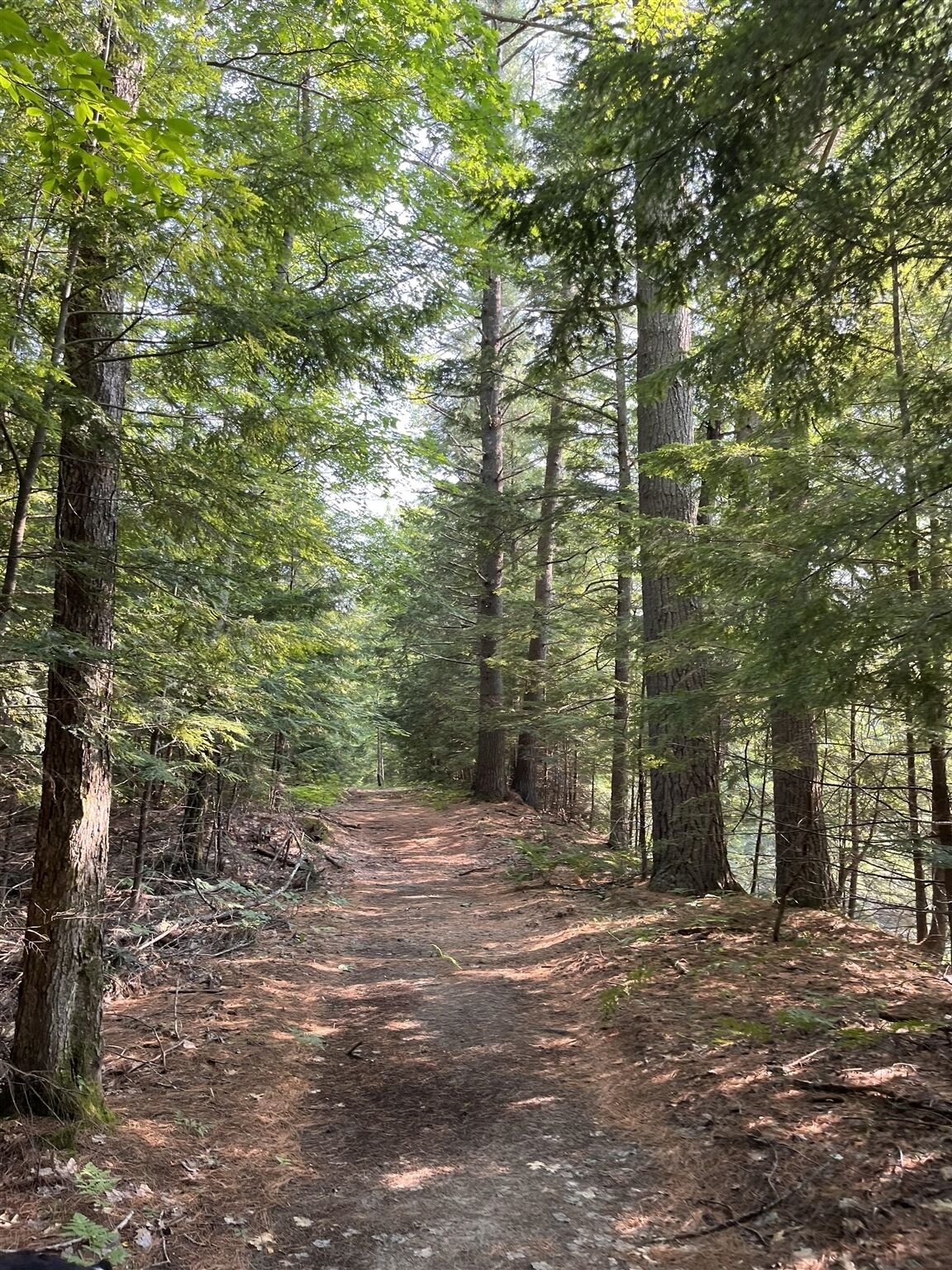 Ein Waldpfad, umgeben von hoch aufragenden Bäumen.