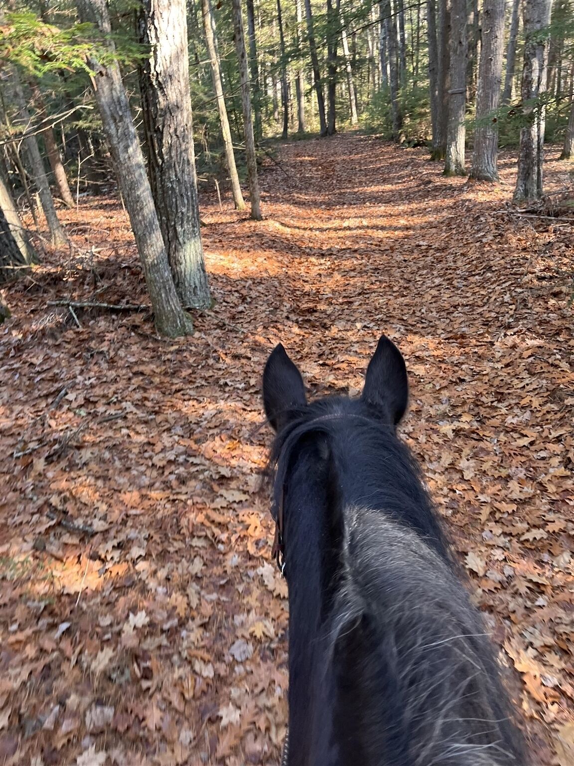 A horse's head from behind, looking down a forest path.