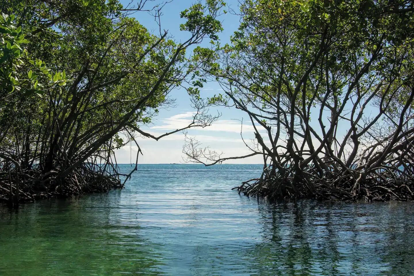 Une forêt de mangroves avec une eau claire et une vue sur l’horizon.