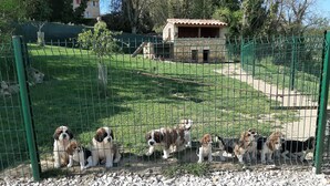A fenced area with several dogs, a stone building, and a grassy field. - Gîte à la Campagne Avec Piscine (Sarlat-la-Canéda)