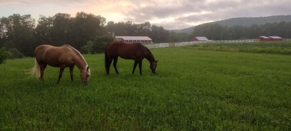Two horses grazing in a grassy field with a white fence and red barns in the background. - Elegant Country Retreat on Gorgeous Horse Farm, 10 min from Cooperstown! Rm #2 (cooperstown)