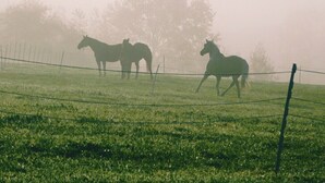 Um campo nevoento com dois cavalos e uma cerca.