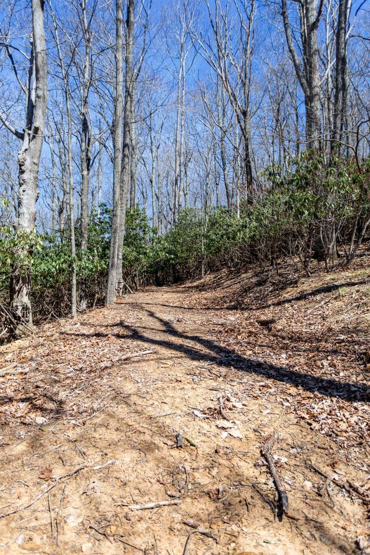A forested area with a dirt path leading through trees and underbrush.
