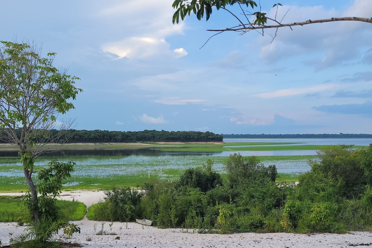 A sandy beach with scattered leaves, a tree, and a view of a water body with a distant shoreline.