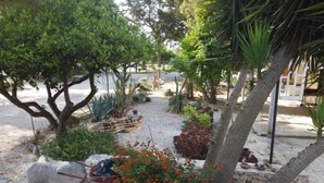 Un jardin avec différentes sortes de plantes et un sentier en pierre.