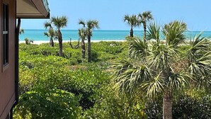 Vista de un exuberante jardín con palmeras y follaje denso que conduce a una playa.