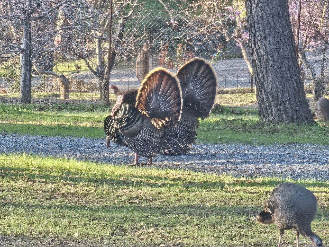 Un pavo con plumas de cola grandes caminando sobre un sendero de grava en un parque con árboles y césped.
