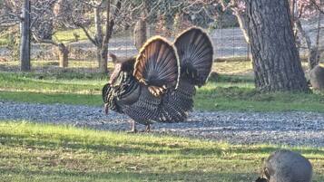 Un pavo con plumas de cola grandes caminando sobre un sendero de grava en un parque con árboles y césped.
