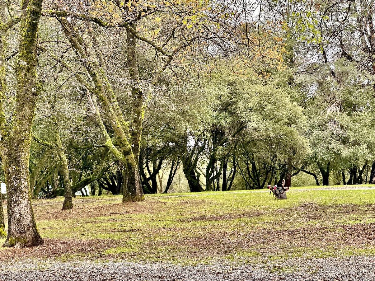 A park with a grassy area and trees.