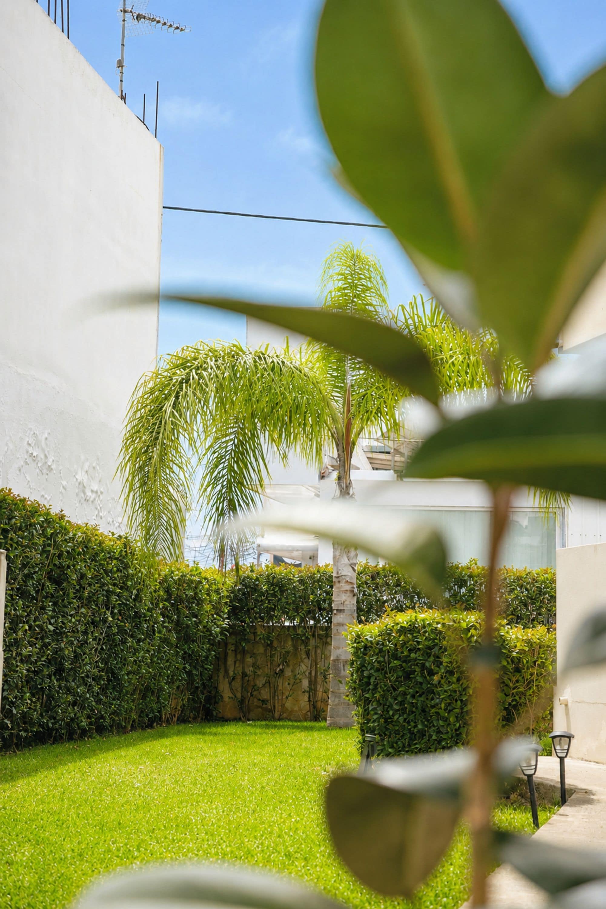 A well-maintained garden with a lawn, hedges, and palm trees.