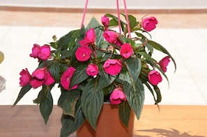 A potted plant with pink flowers and green leaves on a wooden surface.