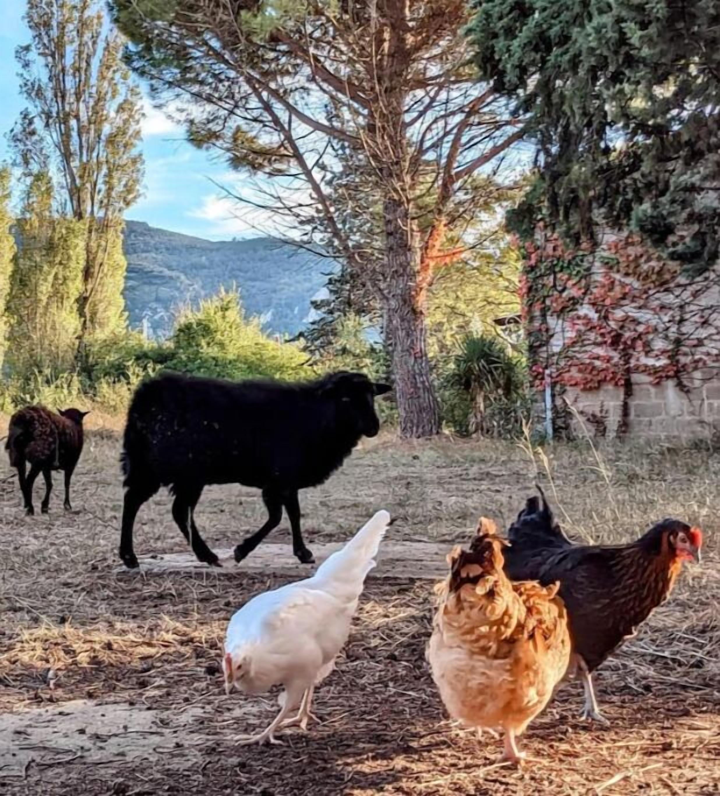 Un paisaje rural con una vaca negra, una gallina blanca y una gallina marrón caminando por un sendero de tierra.