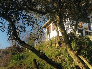 A house with a sloped roof, surrounded by dense foliage and trees.