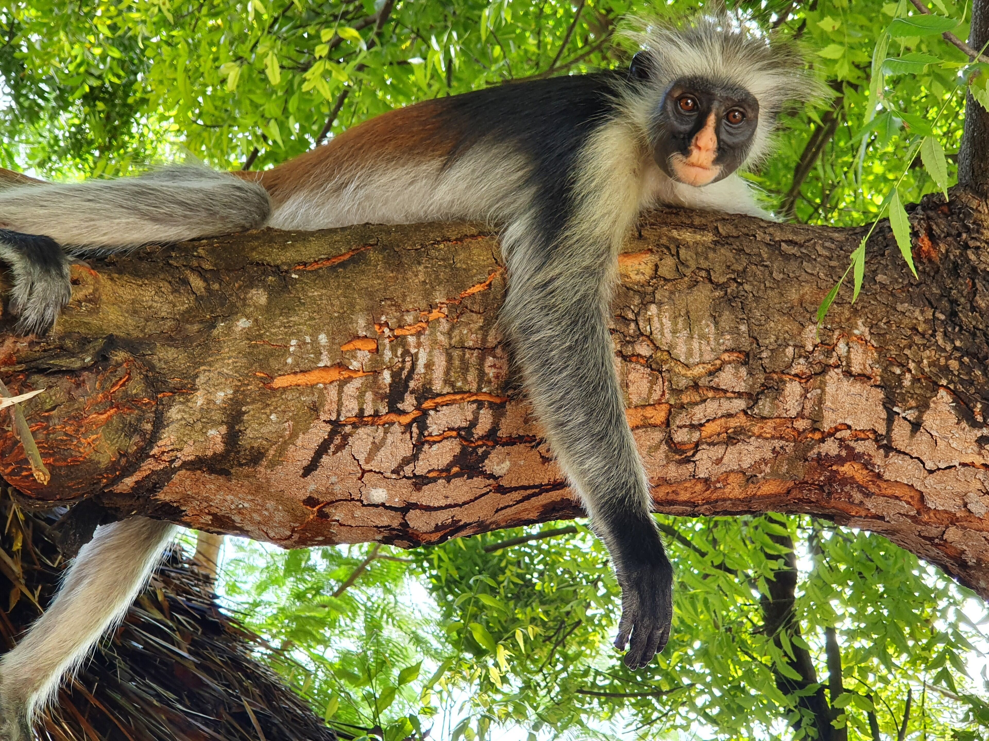 Foto - Blue Palm Zanzibar