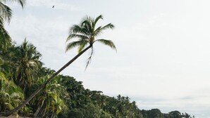 A beach with palm trees and a clear sky. - Morro Terco Hotel (Nuquí)