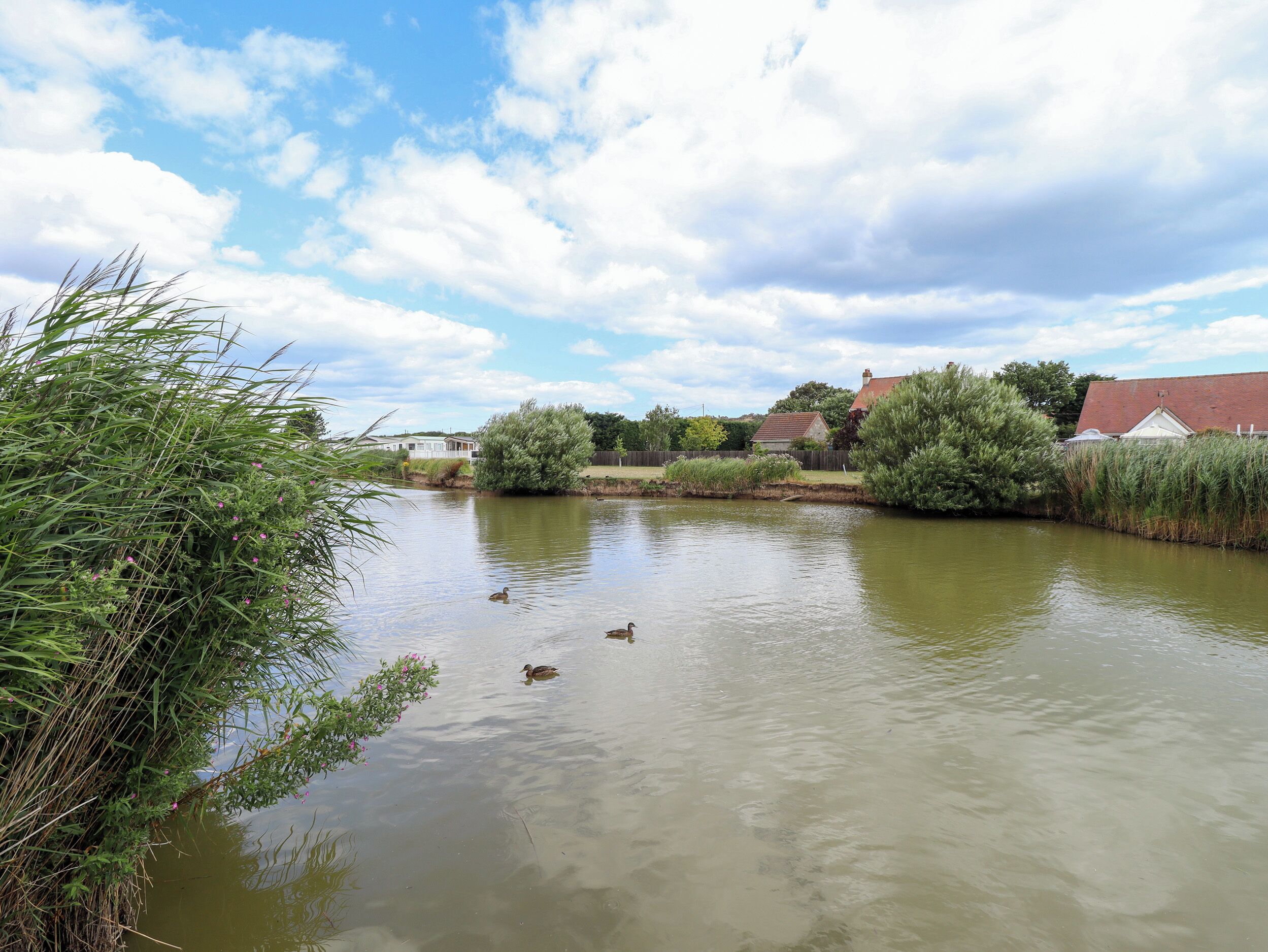 Un río tranquilo con patos nadando, rodeado de vegetación y casas al fondo.