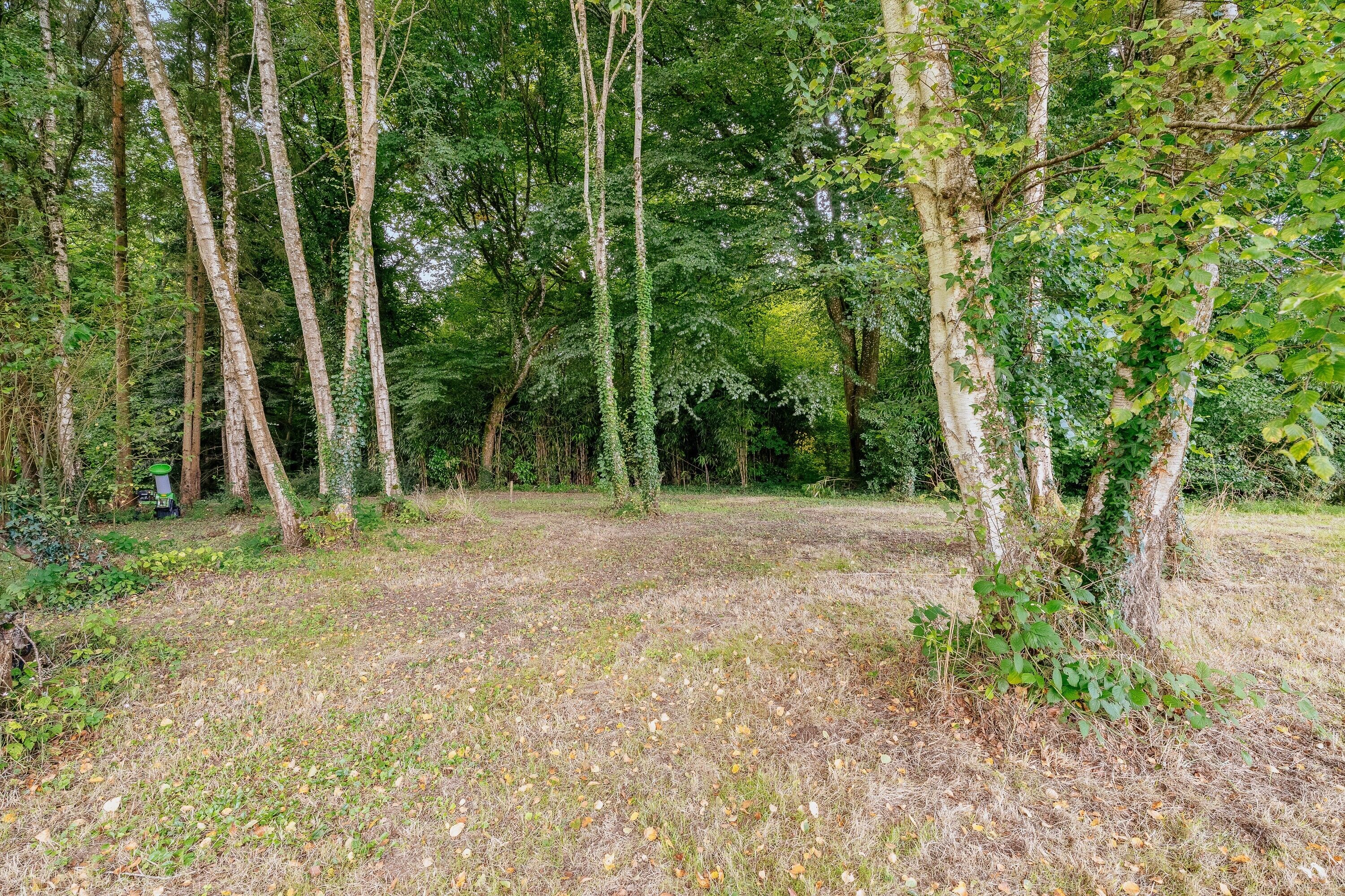 Een bebost gebied met hoge bomen en een grasrijke open plek.