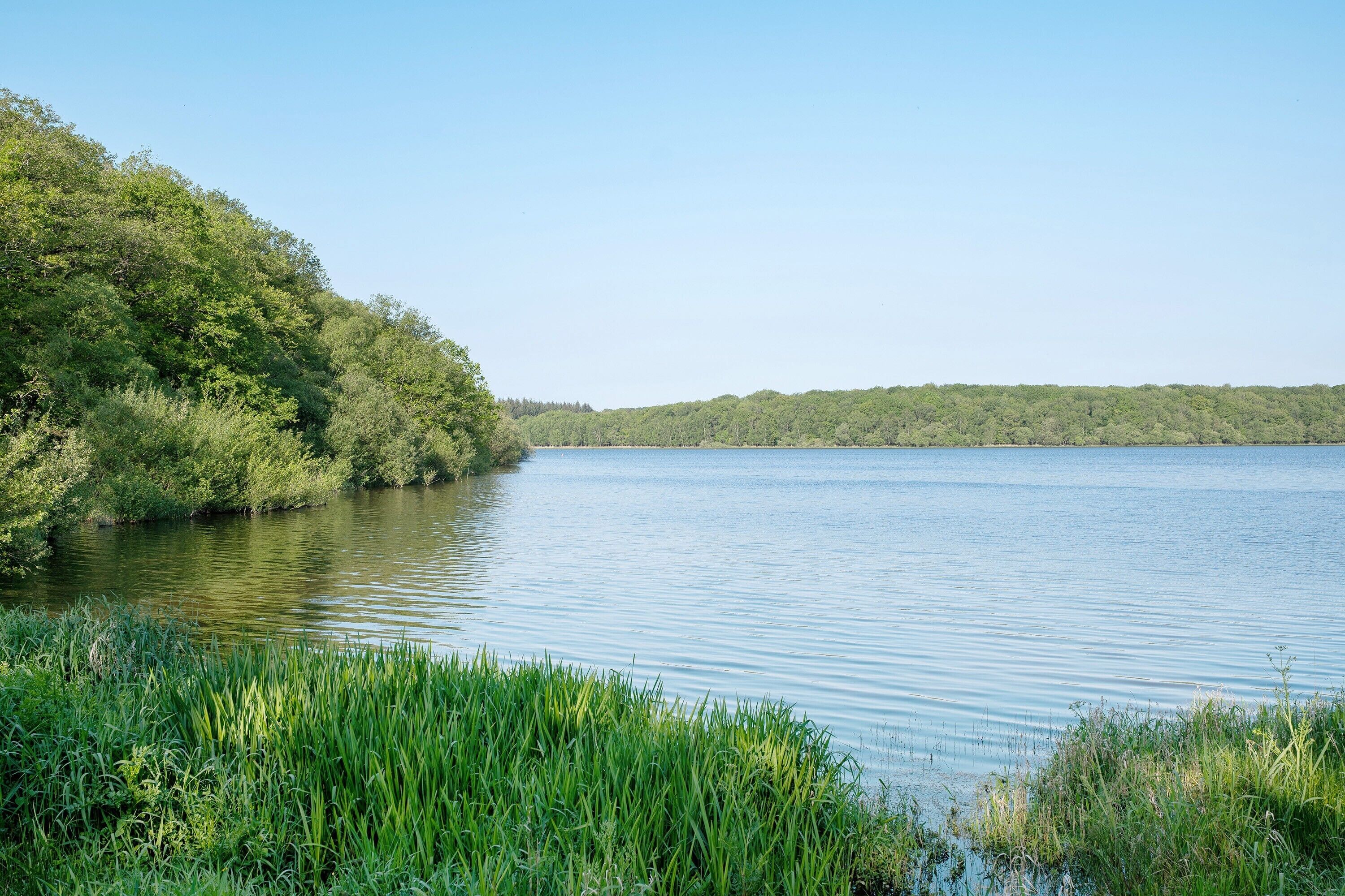 A calm lake with dense greenery on the banks.