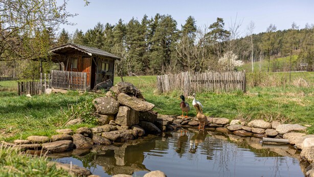 Eine rustikale Holzhütte mit Veranda, einem Teich mit Enten und einem bewaldeten Hügel im Hintergrund.