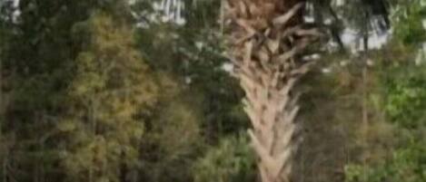 حمّام سباحة خارجي