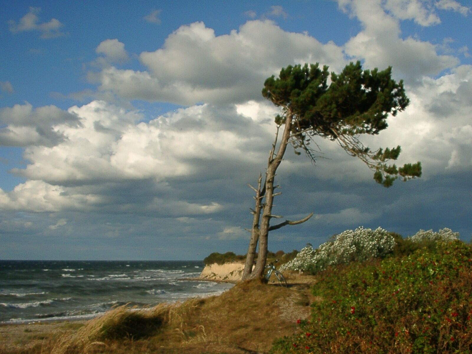 A coastal landscape with a lone tree, grassy terrain, and a cliff overlooking the ocean.