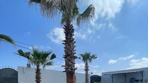 Ein gepflegter Garten mit Palmen, einem weißen Auto und einem gepflasterten Weg.
