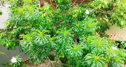 Cozy room Praia do FrancĂȘs