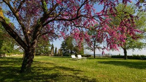 A park with a large tree with pink blossoms, a grassy area, and two white benches. - Il Castello (Barbarano Vicentino)