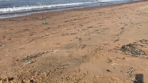 A beach with a clear sky and waves. - Ocean view cottages with direct beach access (Savage Harbor)