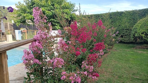 Un jardin agrémenté d’arbustes à fleurs et une terrasse en bois donnant sur une piscine.