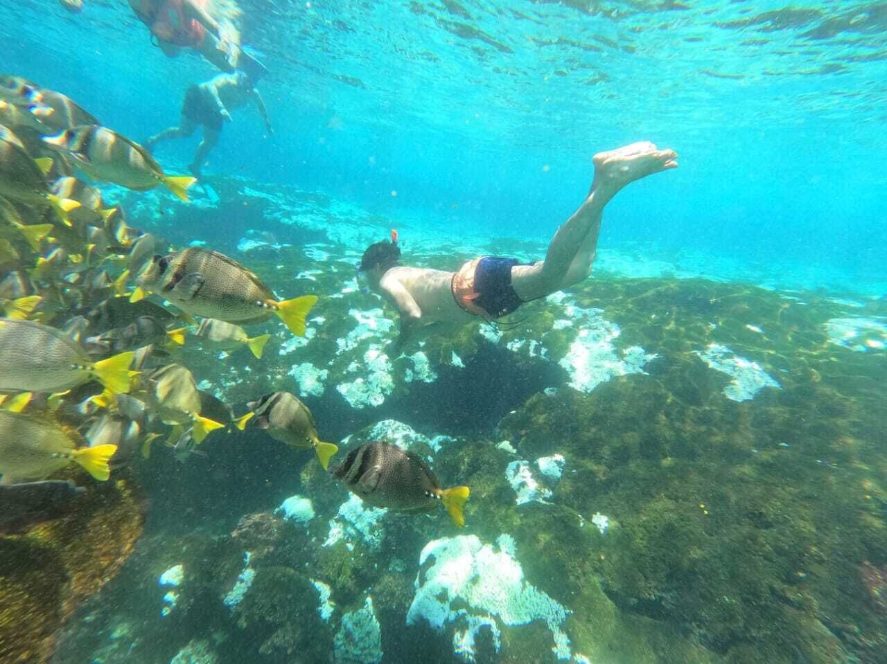 Una persona nadando bajo el agua con peces.