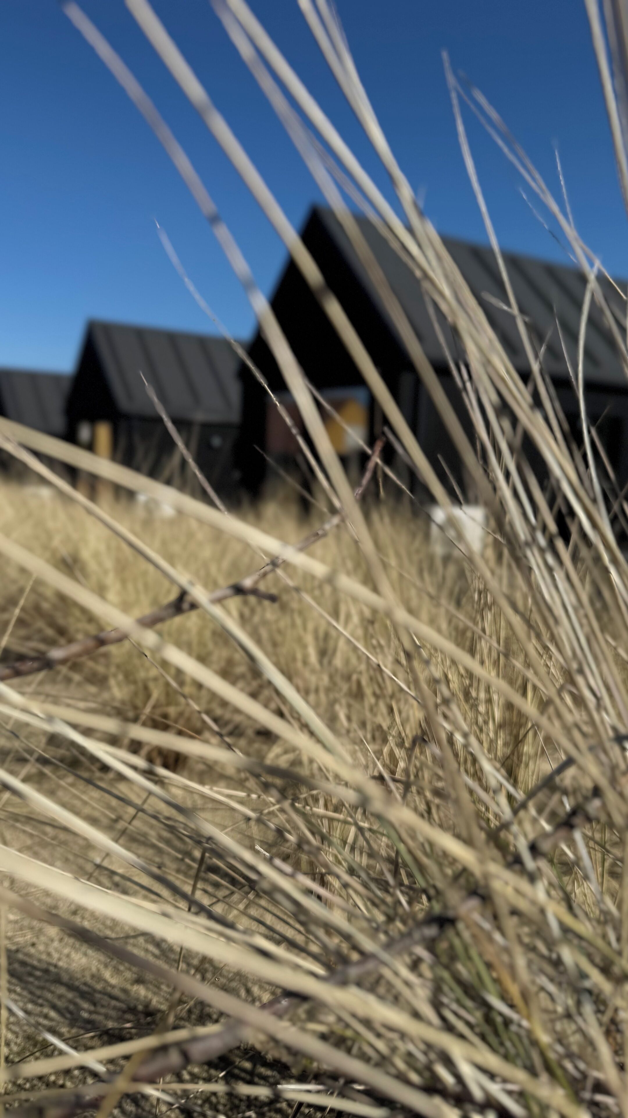 A close-up of dry grass with a blurred background of a building.