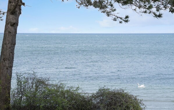 A view of a calm sea with a swan swimming.