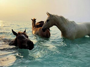 Horseback riding - ARYA Sumba (Kodi)