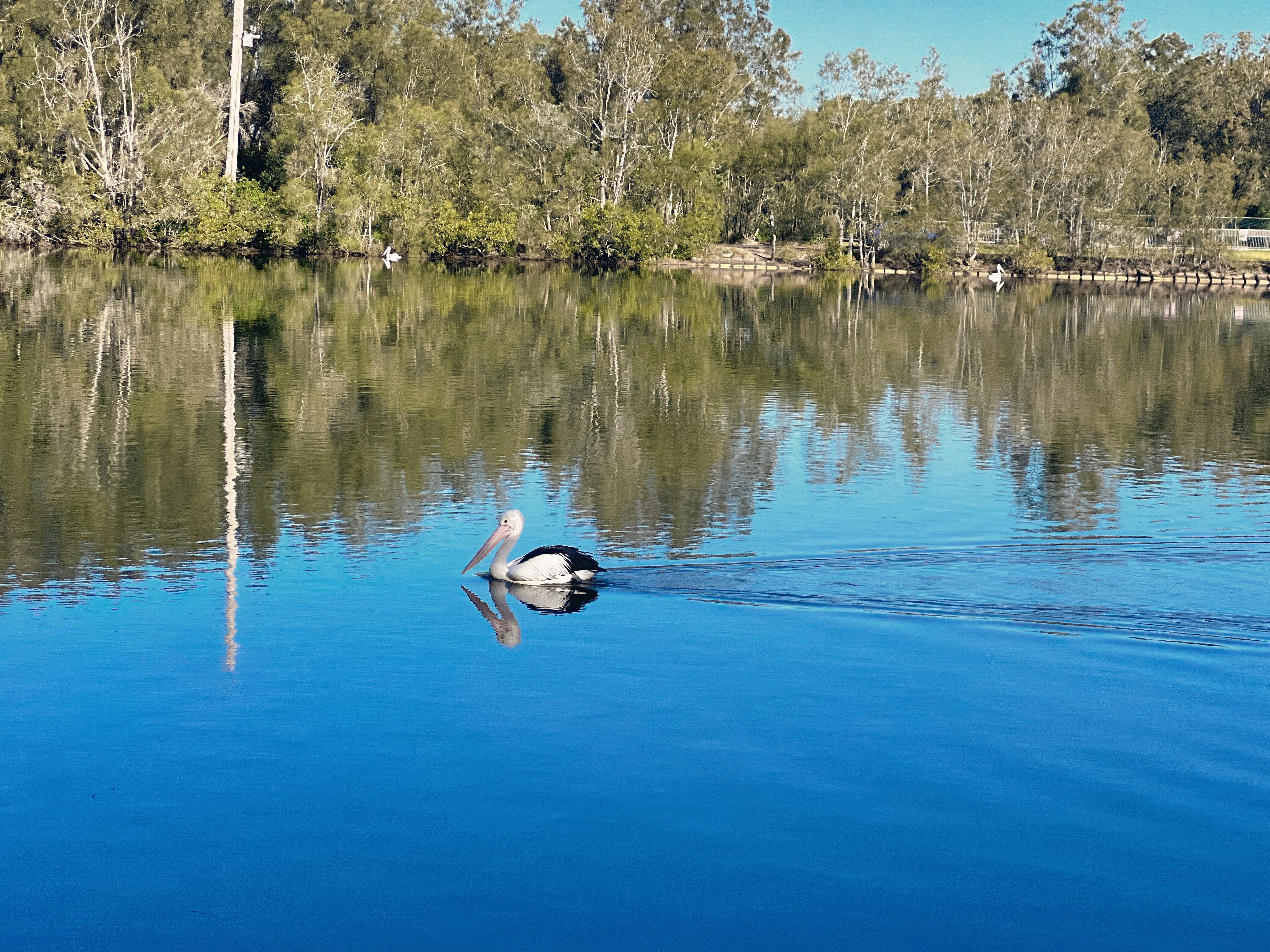 Un lago calmo con un pellicano che nuota.
