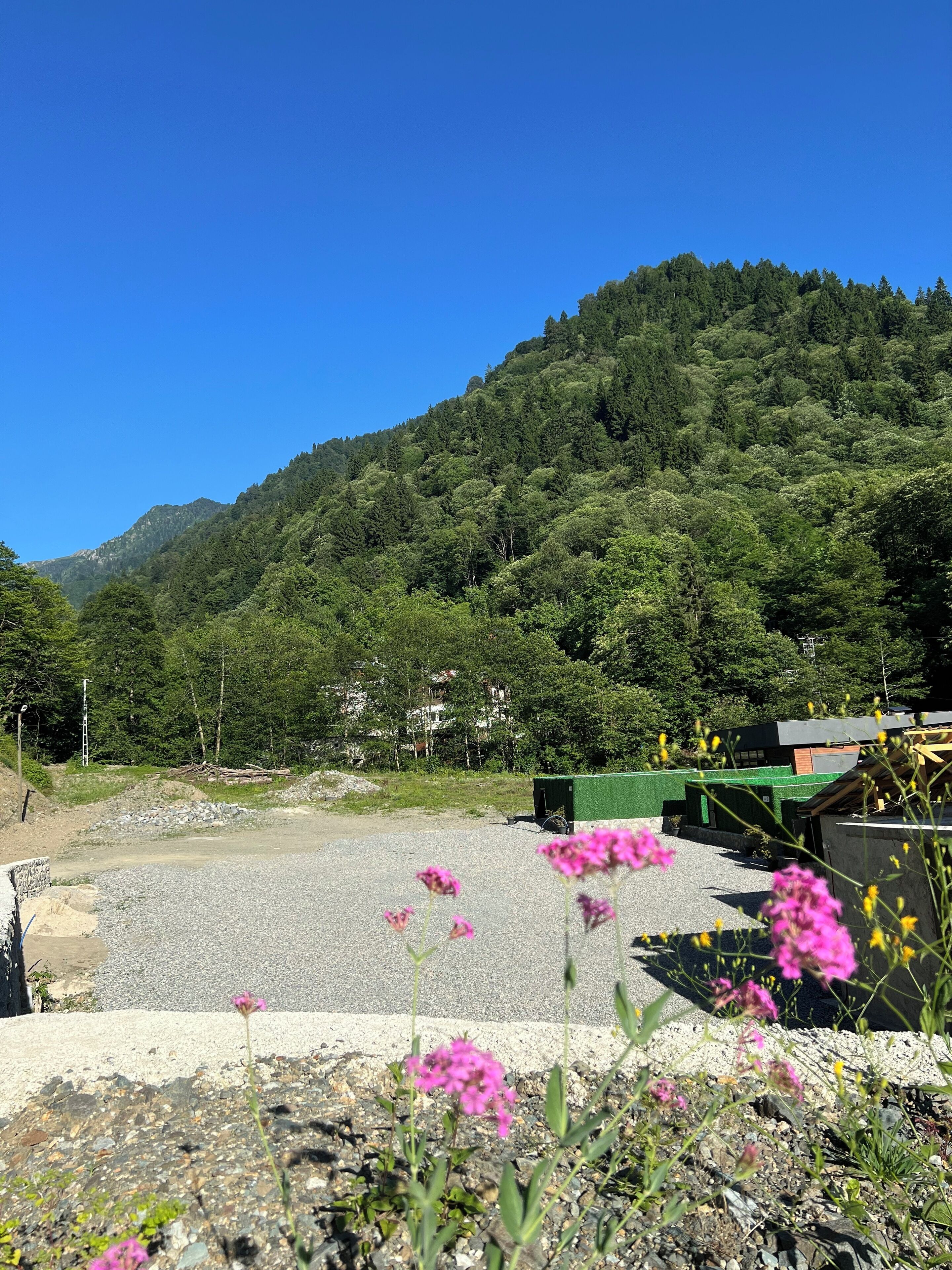 A gravel area with pink flowers in the foreground, a green building, and a forested hill in the background.