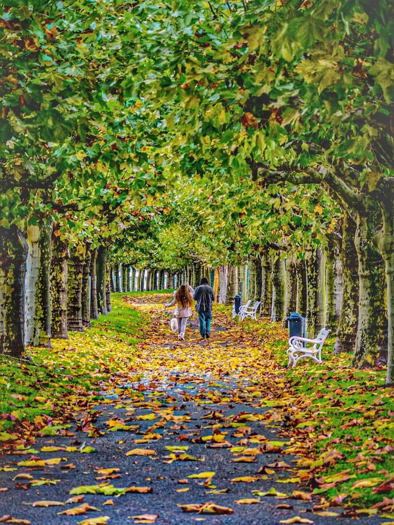 A pathway lined with trees and benches, suggesting a park setting.