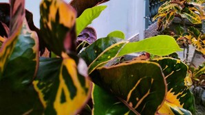 A building with an exit sign, large windows, and a balcony with plants. - La Source Self Catering (La Digue)