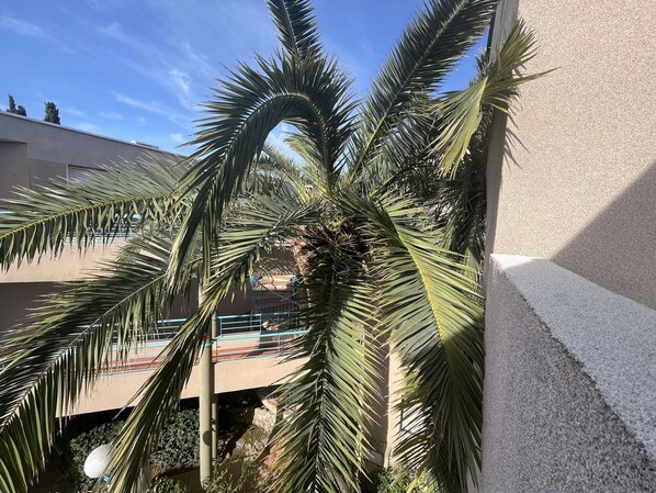 A palm tree in a courtyard with a building in the background.