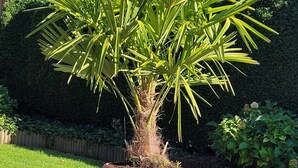 Una palmera en maceta de terracota sobre un área pavimentada, con una cerca de madera y una casa al fondo.