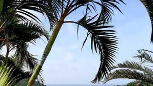 A pathway leading to a coastal view with palm trees and a clear sky.