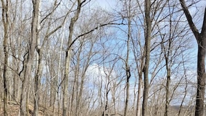 Un área boscosa con un perro caminando por un sendero cubierto de hojas.