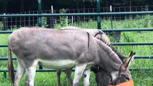 Un burro con una cesta pastando hierba en un área cercada.
