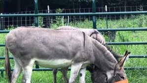 A donkey standing in a fenced area with green railings and grass. - Celtic Glen Farm Stay - Upper Vista
 (Spencer)