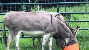 Dos burros pastando en un área cercada con césped verde.