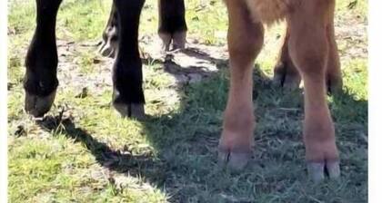 Celtic Glen Farm Stay - Shadow of hedge H