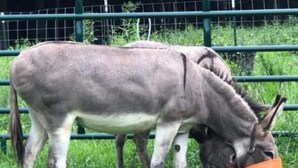 Un burro comiendo de un cubo naranja.